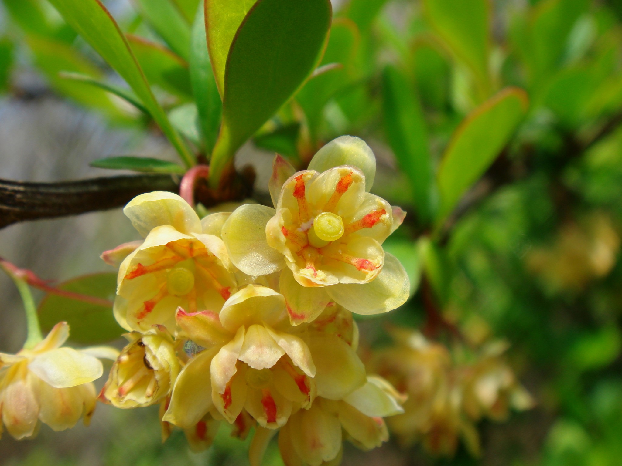 Berberis Thunbergii De Candolle